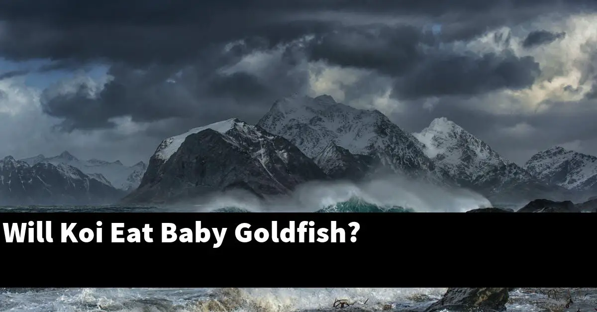 Will Koi Eat Baby Goldfish?