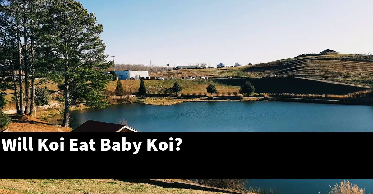 Will Koi Eat Baby Koi?