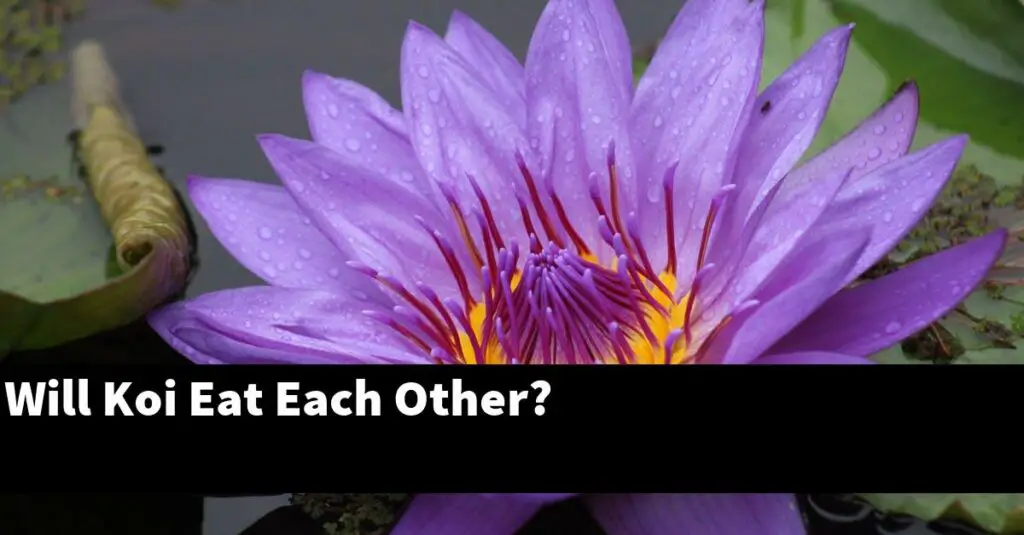 Will Koi Eat Each Other? [2024 Guide] Gold Koi Fish