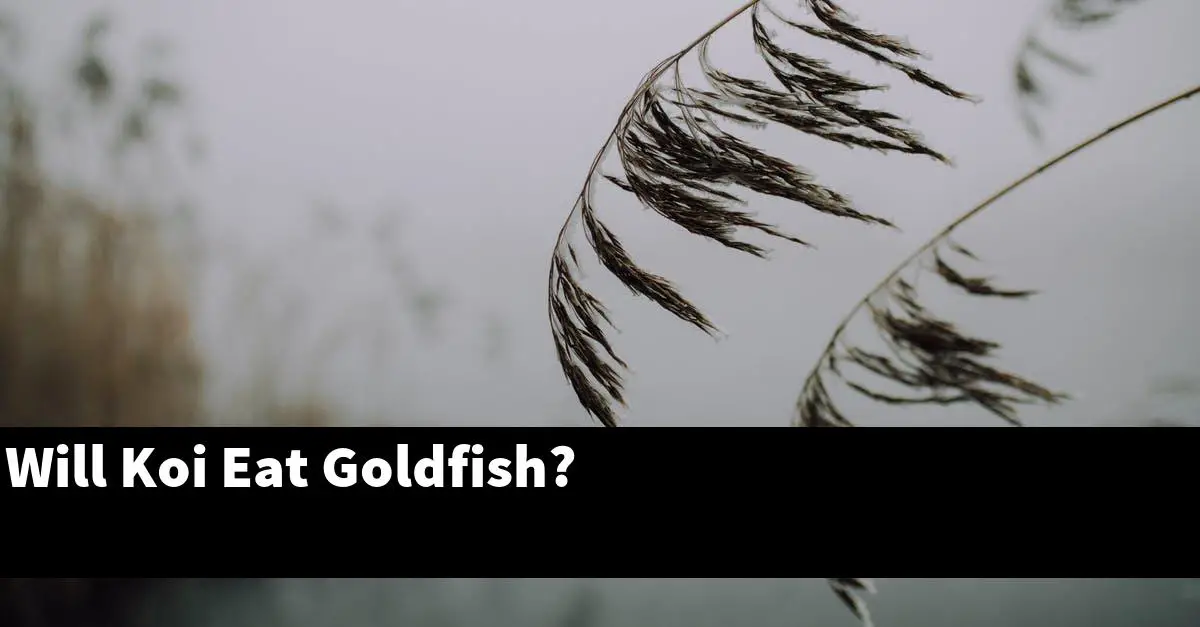 Will Koi Eat Goldfish?