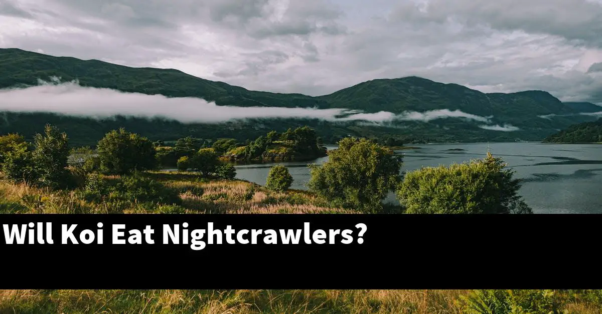 Will Koi Eat Nightcrawlers?