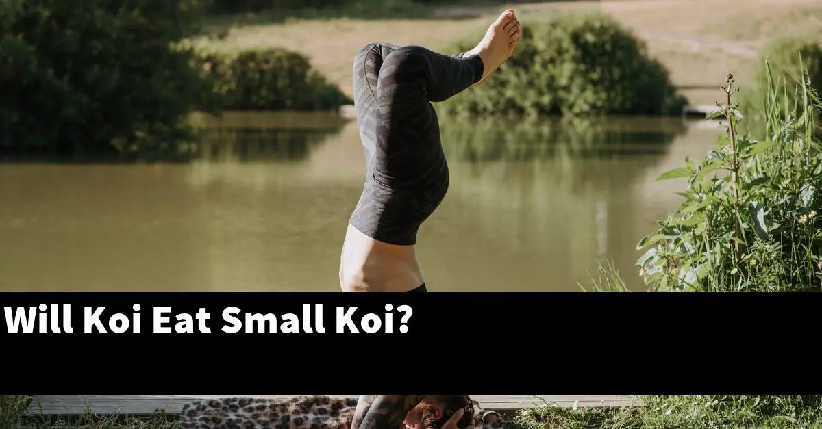 Will Koi Eat Small Koi?