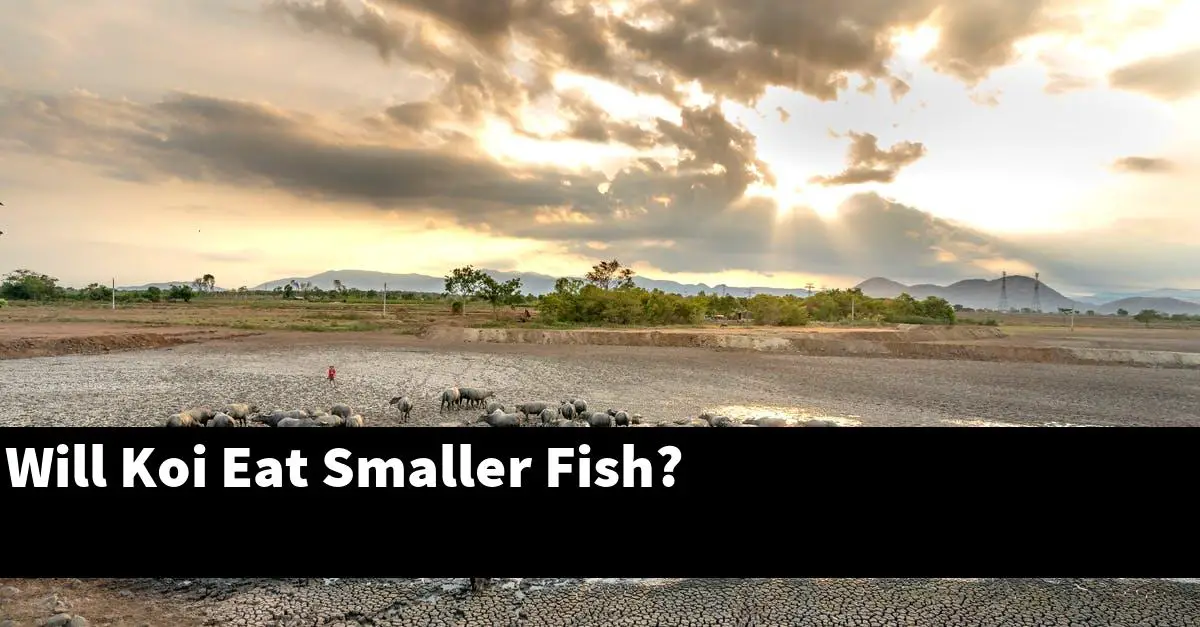 Will Koi Eat Smaller Fish?