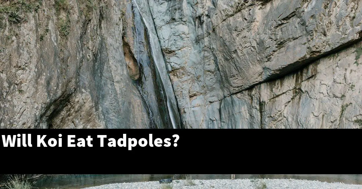 Will Koi Eat Tadpoles?