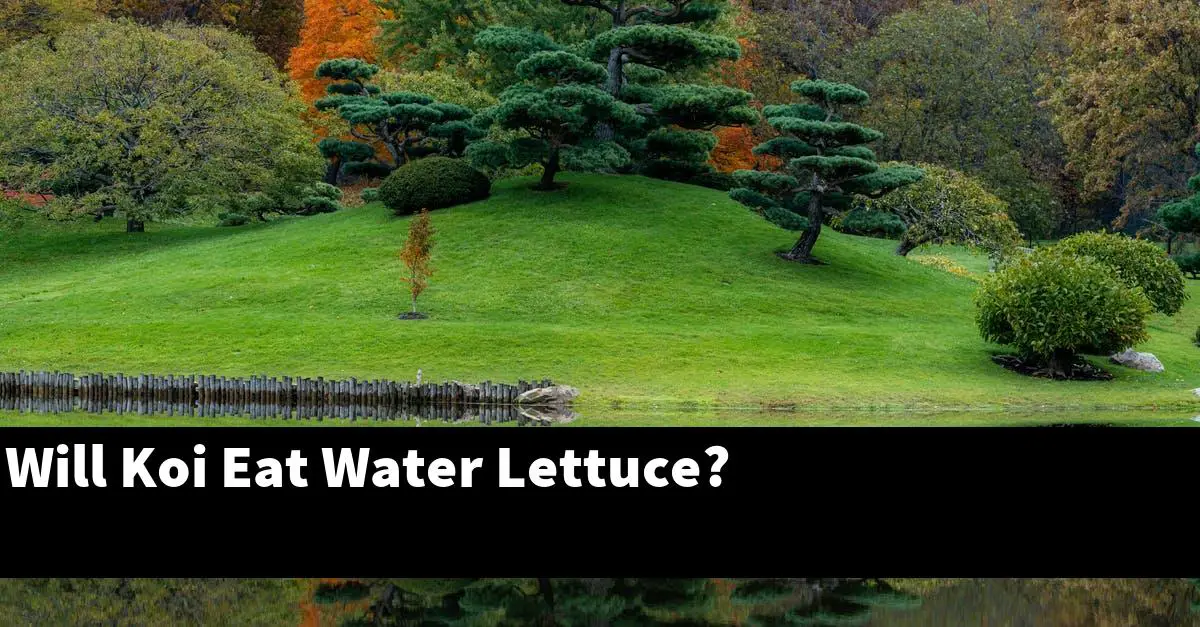 Will Koi Eat Water Lettuce?