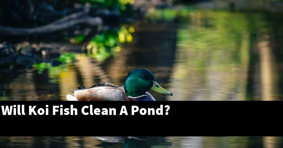 Will Koi Fish Clean A Pond?