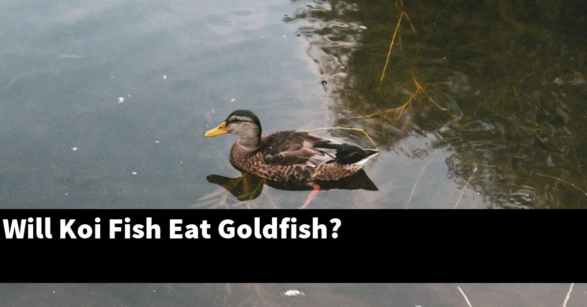 Will Koi Fish Eat Goldfish?