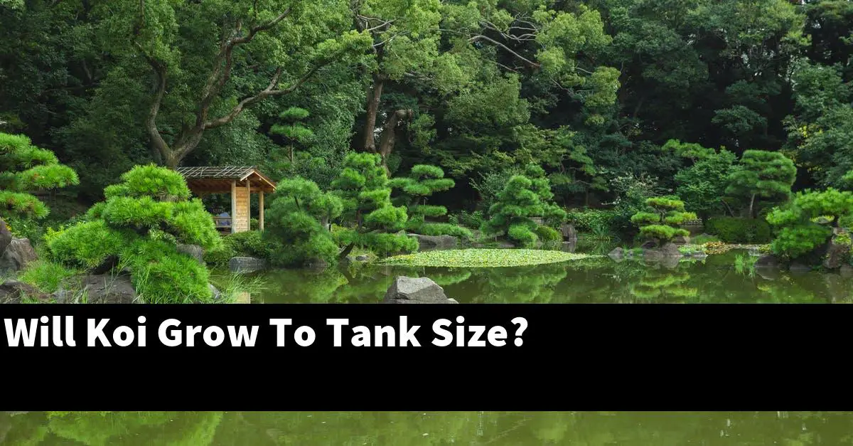 Will Koi Grow To Tank Size?