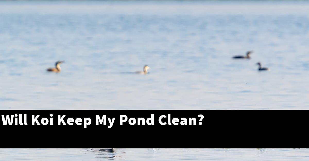 Will Koi Keep My Pond Clean?