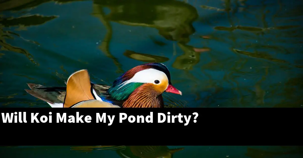 Will Koi Make My Pond Dirty?