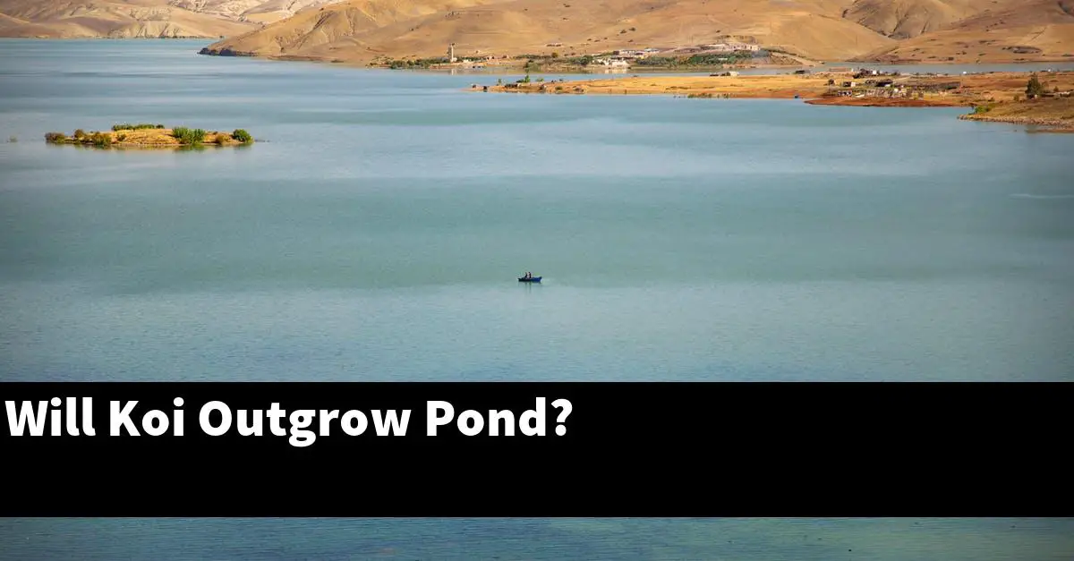 Will Koi Outgrow Pond?