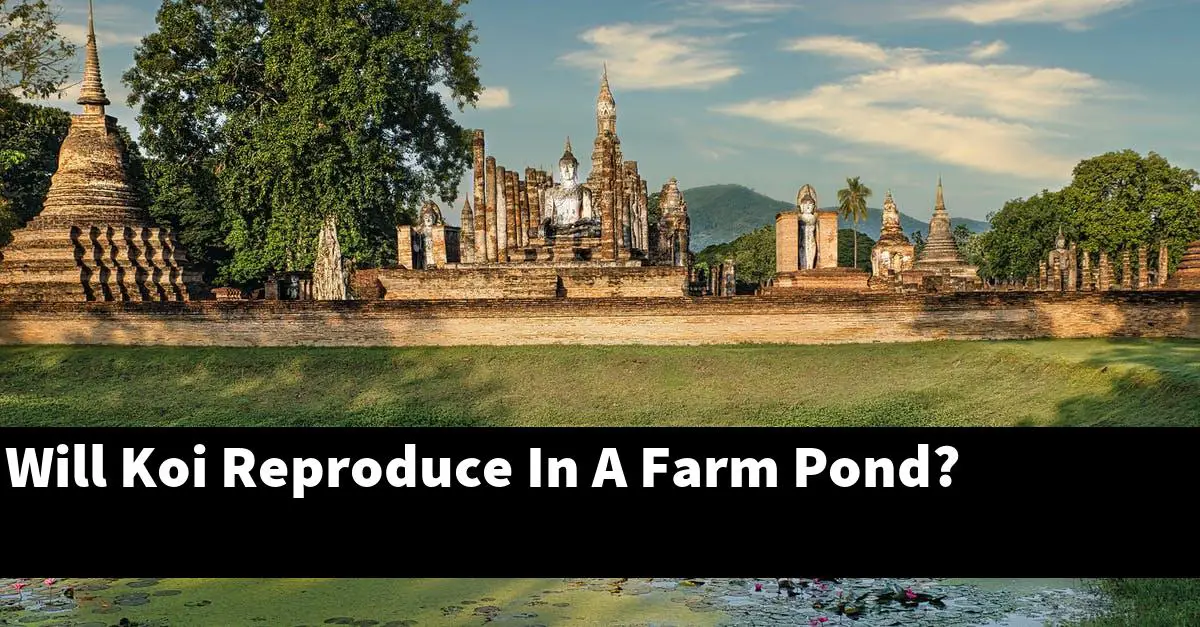 Will Koi Reproduce In A Farm Pond?