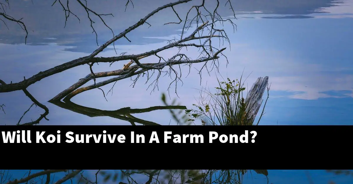 Will Koi Survive In A Farm Pond?