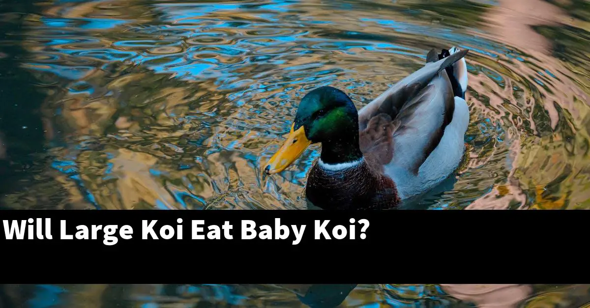 Will Large Koi Eat Baby Koi?