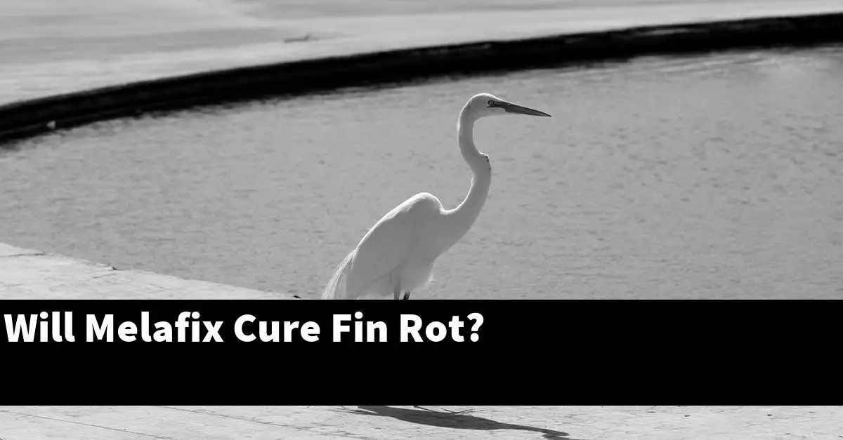 Will Melafix Cure Fin Rot?