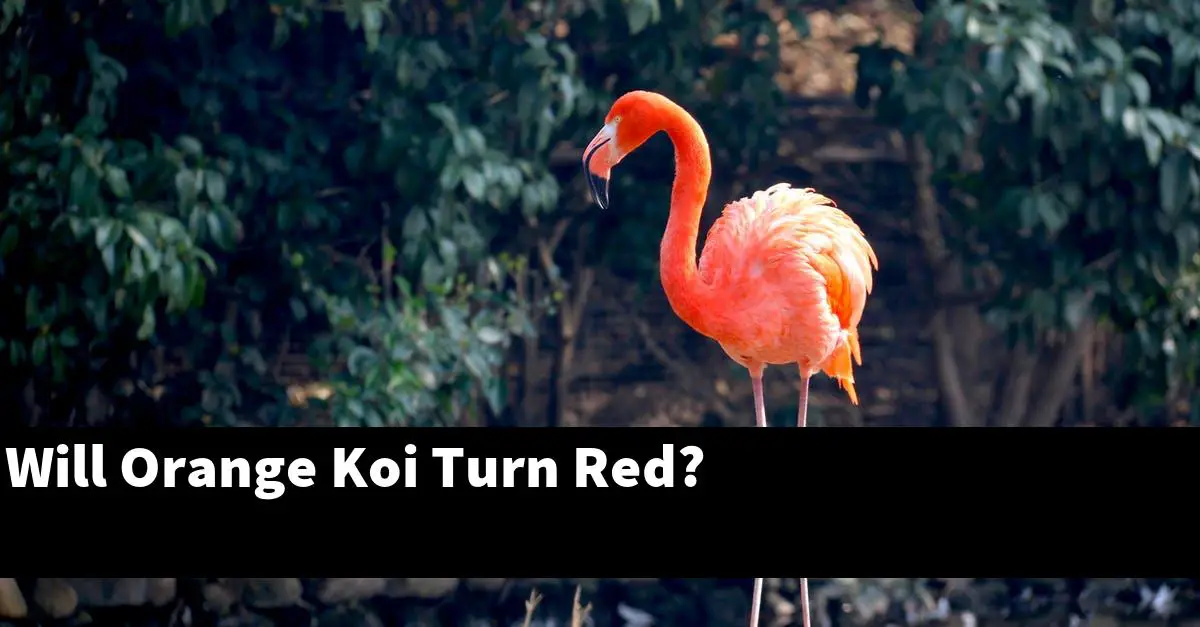 Will Orange Koi Turn Red?