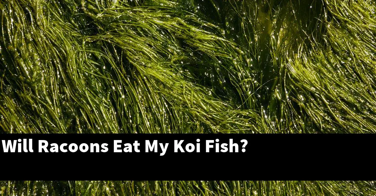 Will Racoons Eat My Koi Fish?