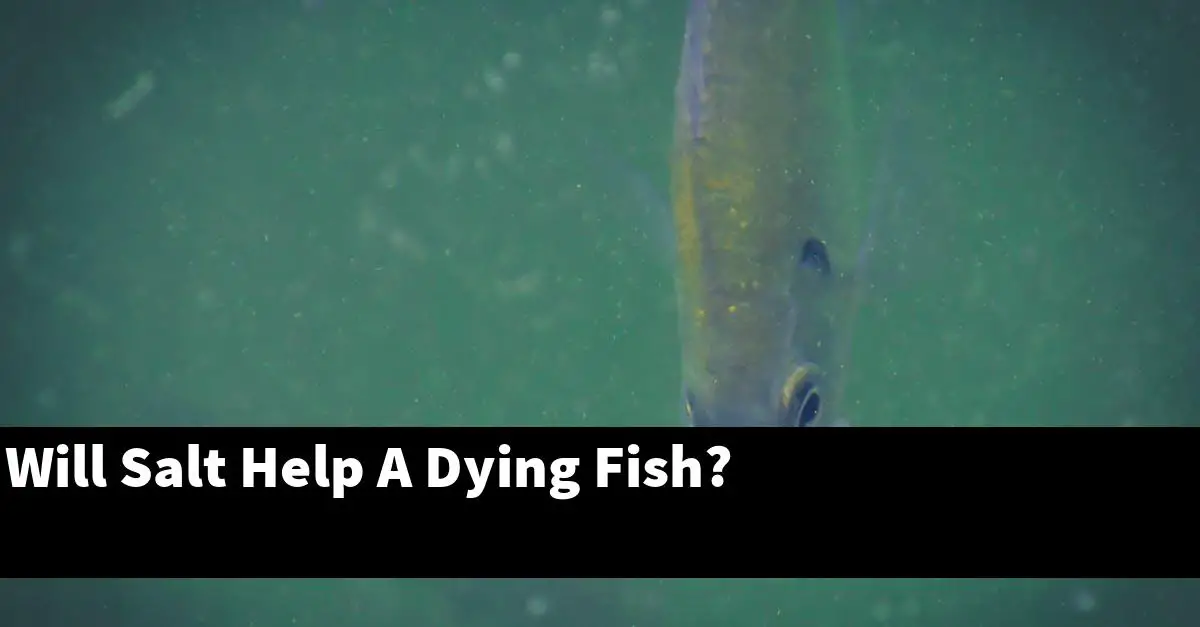 Will Salt Help A Dying Fish?