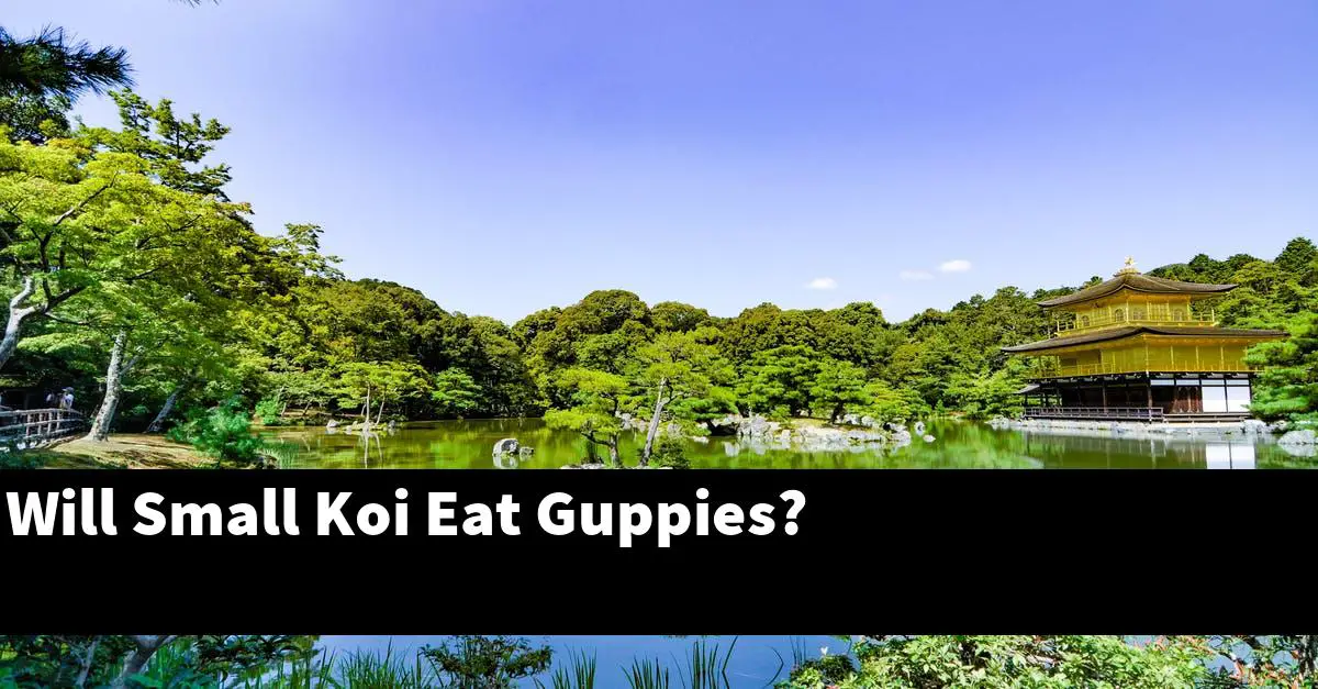 Will Small Koi Eat Guppies?