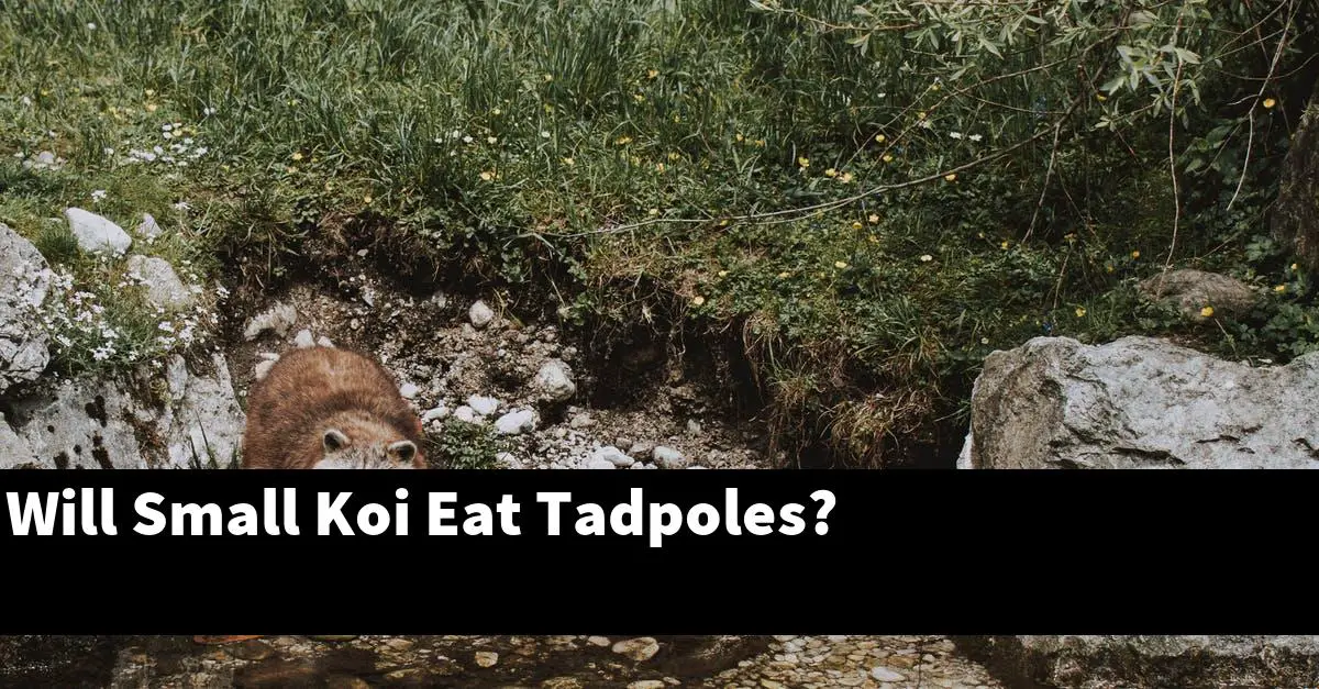 Will Small Koi Eat Tadpoles?